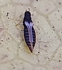 Panchaetothripidae