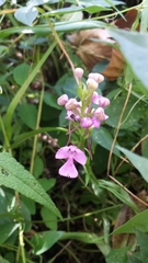 Platanthera peramoena