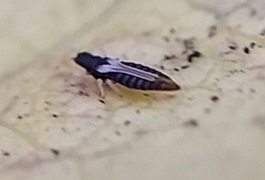 Panchaetothripidae