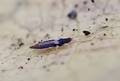 Panchaetothripidae