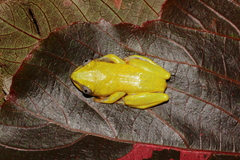 Heterixalus madagascariensis