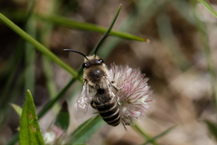 Colletes