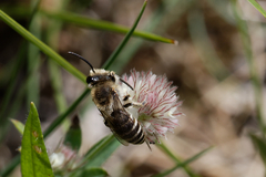 Colletes