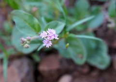 Boerhavia purpurascens