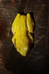 Heterixalus madagascariensis