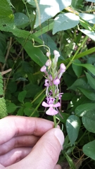 Platanthera peramoena