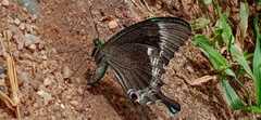 Papilio crino