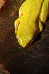 Heterixalus madagascariensis