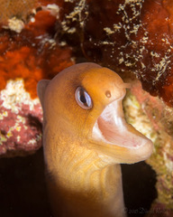Gymnothorax melatremus