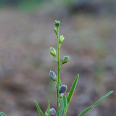 Hebecarpa rectipilis