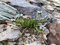 Arabis caerulea