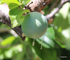 Grapholita funebrana