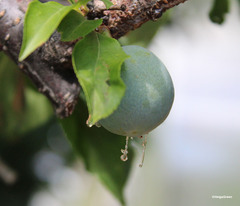 Grapholita funebrana