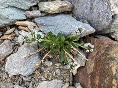 Arabis caerulea