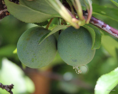 Grapholita funebrana