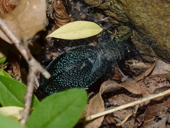 Carabus scabrosus tauricus