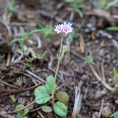 Boerhavia purpurascens