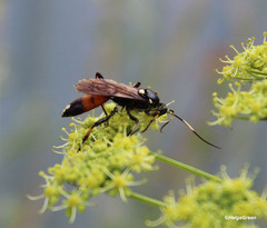Ichneumon sarcitorius