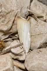 Xanthocrambus saxonellus