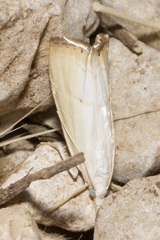 Xanthocrambus saxonellus