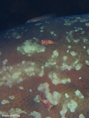 Diplecogaster tonstricula
