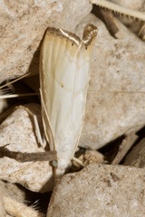 Xanthocrambus saxonellus