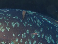 Diplecogaster tonstricula