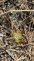 Collomia grandiflora