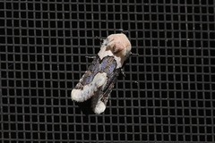 Triocnemis saporis