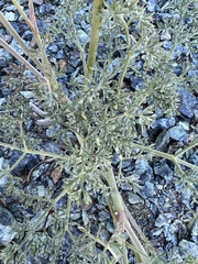Lomatium cuspidatum