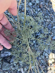 Lomatium cuspidatum