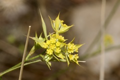 Bupleurum veronense