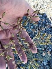 Lomatium cuspidatum