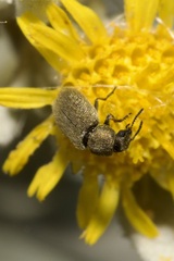 Dasytidius indutus