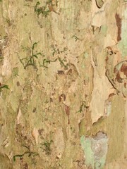 Hymenocardia lyrata