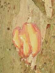 Hymenocardia lyrata