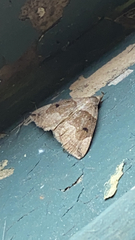 Zanclognatha laevigata