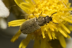 Dasytidius indutus