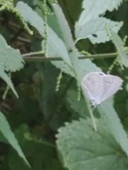 Celastrina argiolus