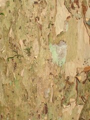 Hymenocardia lyrata