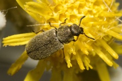 Dasytidius indutus
