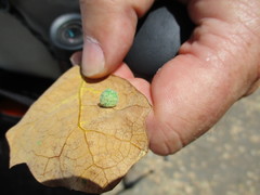 Cynips multipunctata