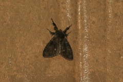 Dasychira grisefacta