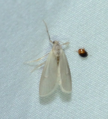 Acentria ephemerella