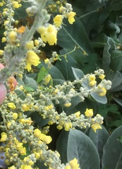 Verbascum