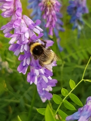 Bombus