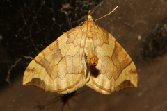 Eulithis propulsata