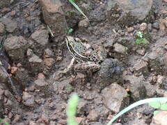Lithobates forreri