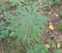 Lilium martagon pilosiusculum