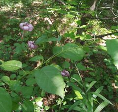 Lilium martagon pilosiusculum